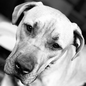 Meet your Posher, Miles